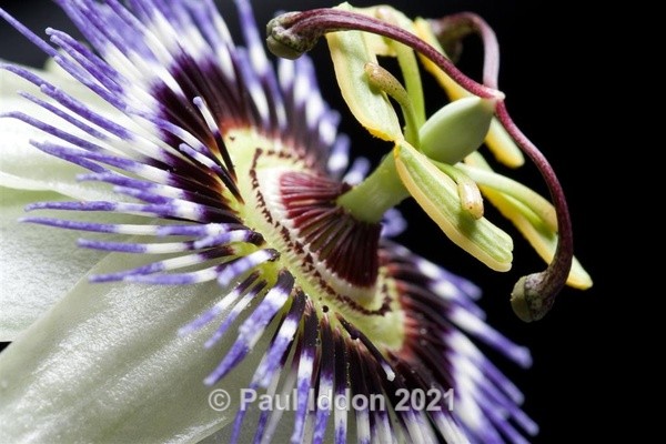 Passion Flower - Macro