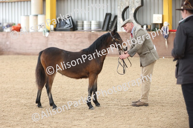 20251109-0476 - Class 17 - Foals