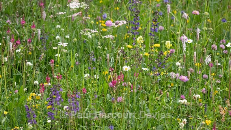 Alpine meadow with pink small sainfoin (Onobrychis arenaria)  blue/purple meadow clary (Salvia pratensis and Yellow rattle (Rhinathus sp) - Flowers in the Landscape
