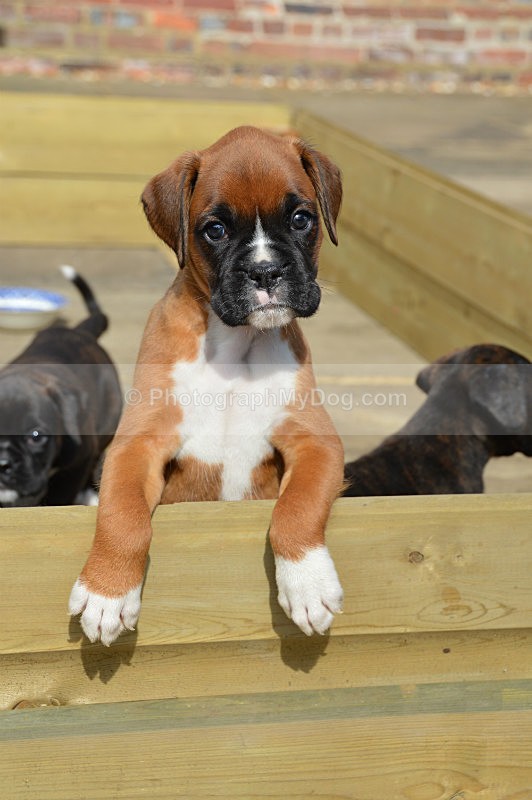  - Boxers