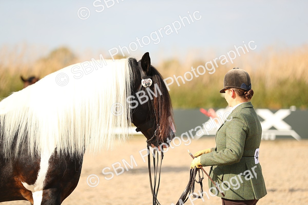 SBM_08579 - Class 28 - IH Veteran Horse