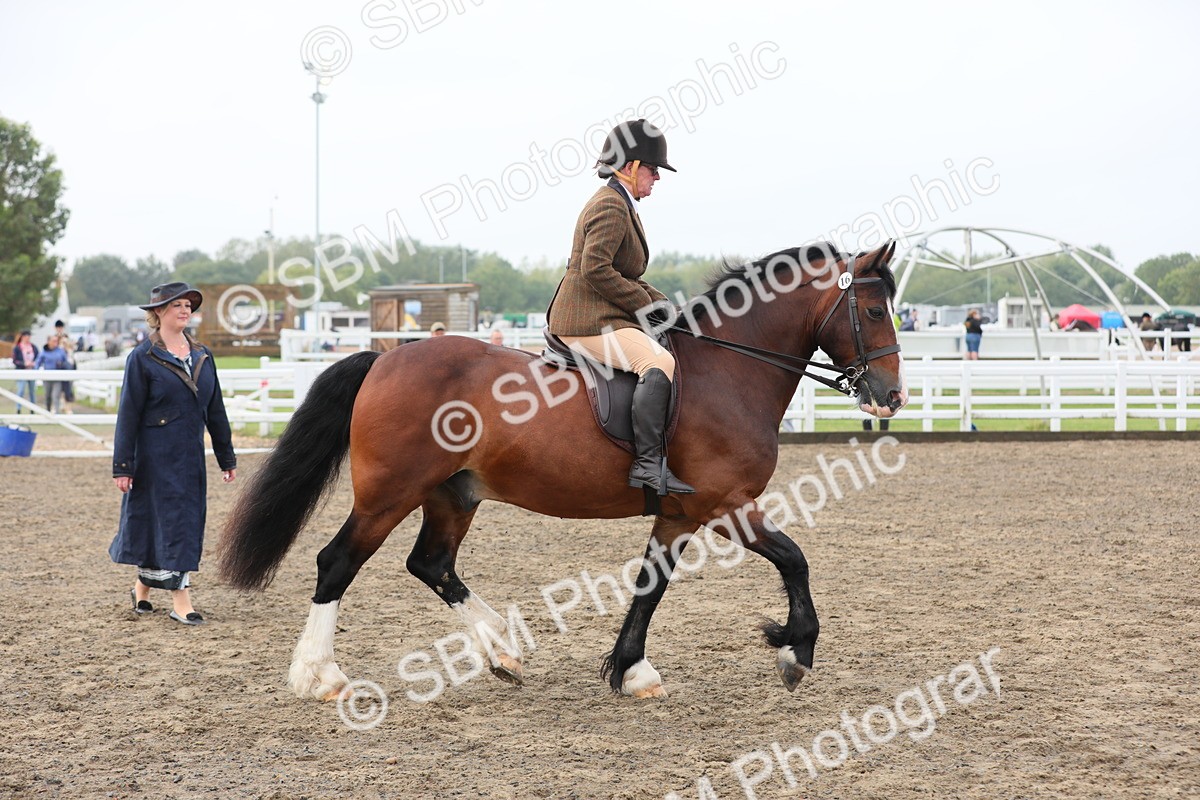 SBM_21367 - Class 805 - Ridden Veteran Horse