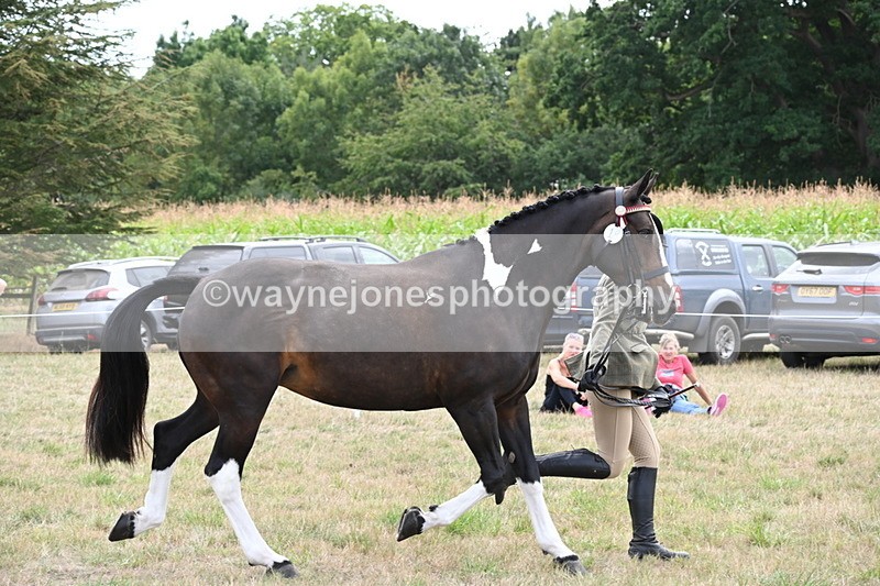WJ6_6240 - Class 19 In-hand Veterans (Uploaded correct folder)