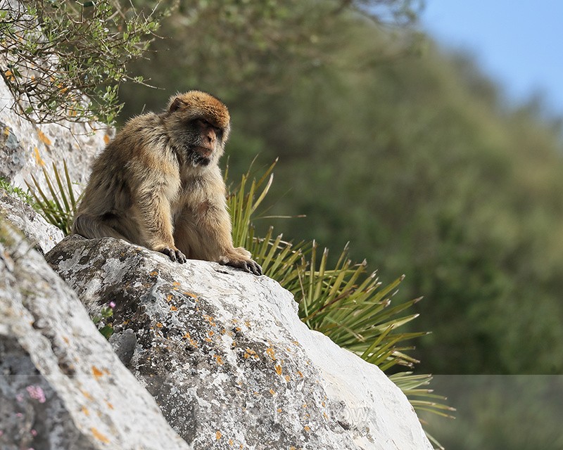 Barbary Macaque looks out, Gibraltar - Monkey