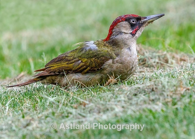 Astland Photography, Bird and Wildlife Images, Susan and Peter Wilson, U.K.