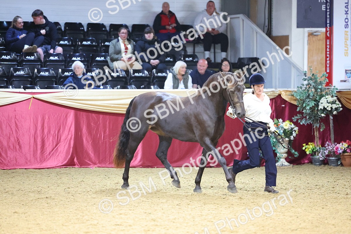 SBM_22798 - Class 903 - Supreme Final - IH Pre Vet