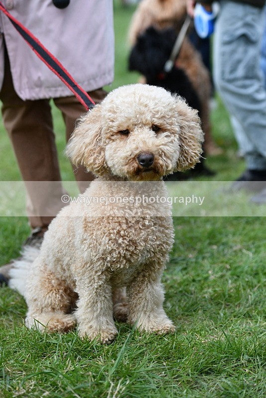 WJ5_9247 - Class 1 Best Cross Breed / Heniz 57