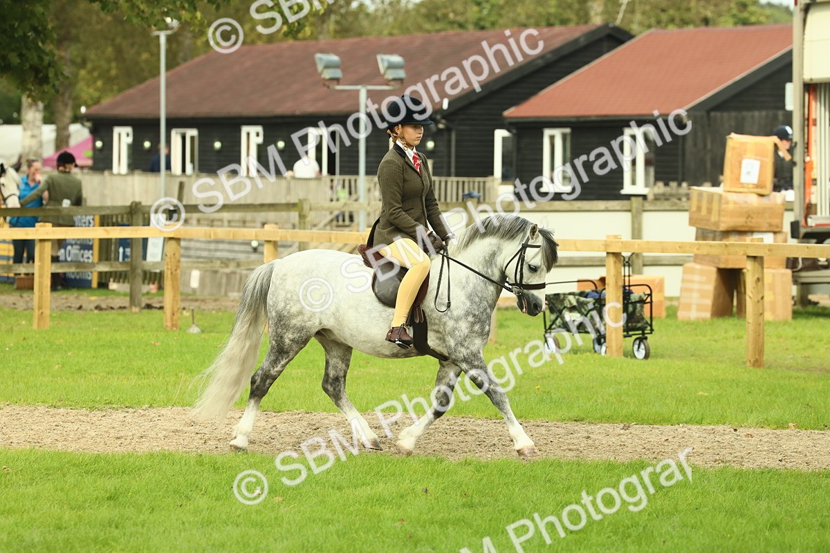 SBM_69850 - S59 - Mountain & Moorland Ridden Small Breeds