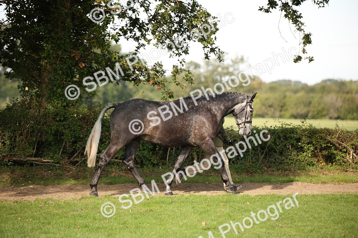 SBM_60059 - S53 - Hunter In Hand