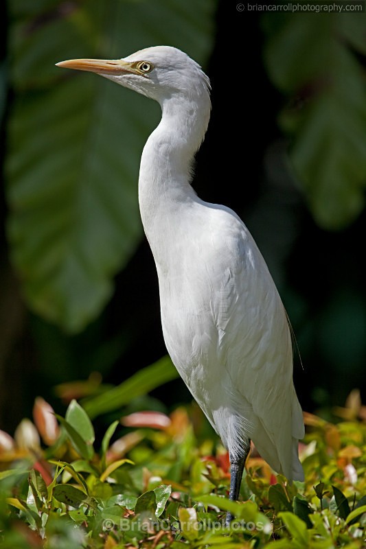 Great Egret - Wildlife