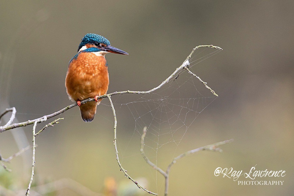 Kingfisher Alcedo Atthis030 - Kingfishers