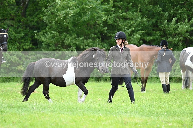 WJ7_4075 - Class 14A Handsome Gelding
