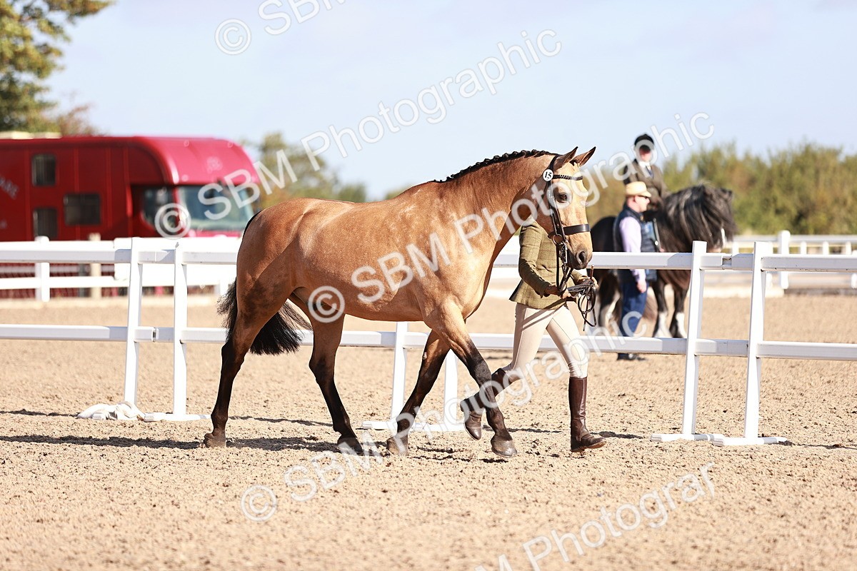 SBM_22056 - Class 703 - IH Coloured