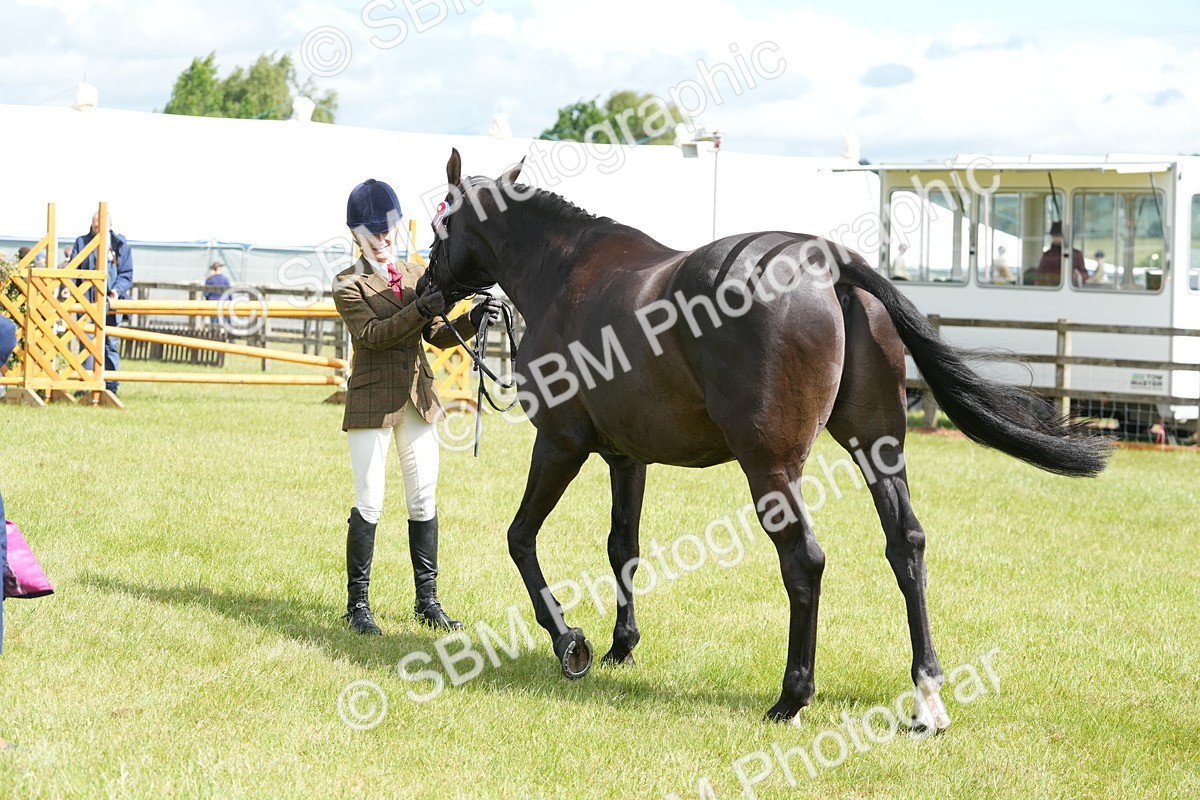 SBM_12945 - Class 99 - RIHS SEIB Working Show Horse