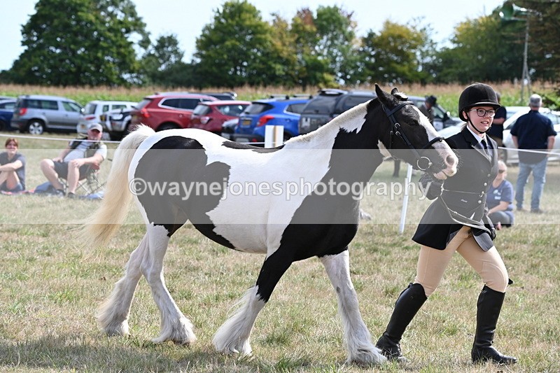 WJ6_6635 - Class 20 In-hand Cob