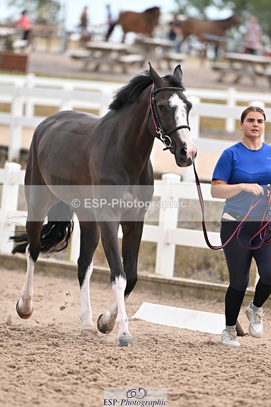 250716-145530-01512 - Trot Up 2.30 to 3.30