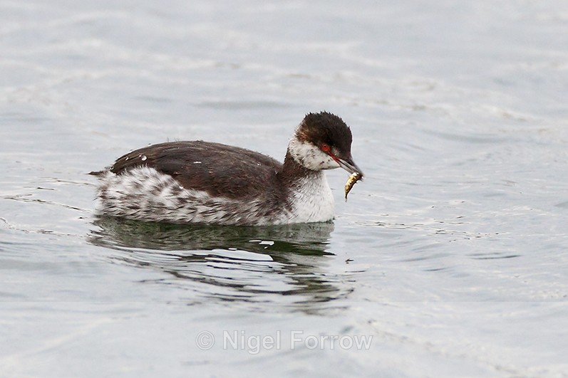 Slavonian Grebe with a fish at Farmoor - Slavonian Grebe