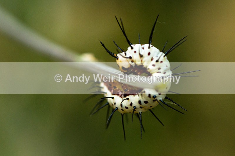 20130803-_MG_5240 - Butterflies & Moths