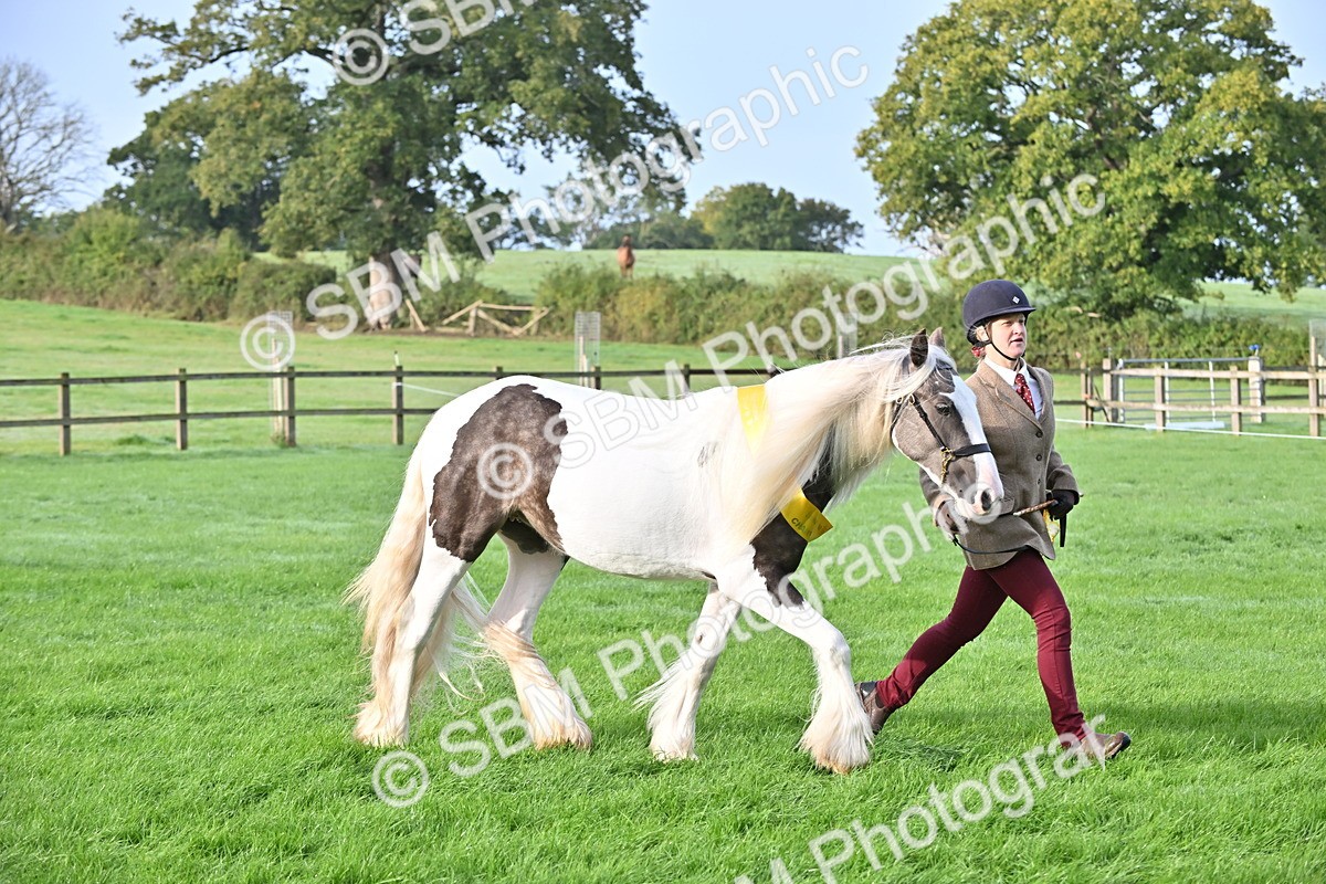 SBM_55408 - S44 - Youngstock In Hand