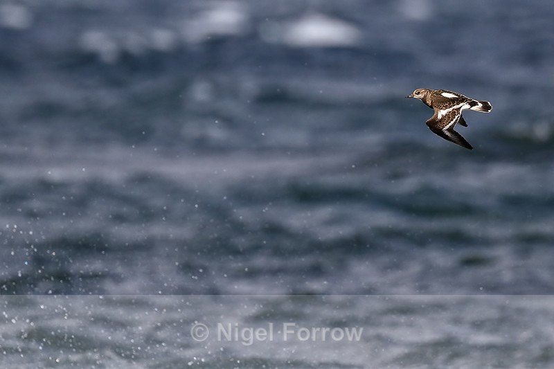 Turnstone in flight wings down, Scotland - Turnstone