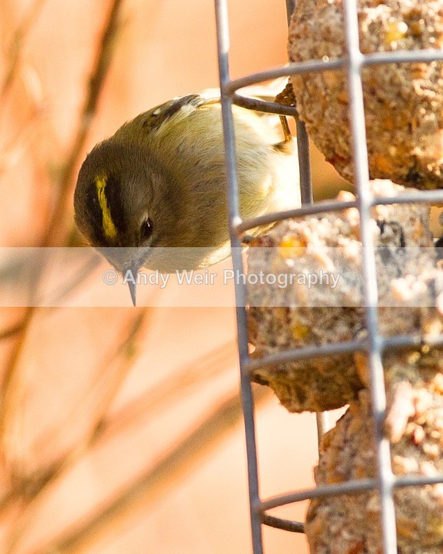 20110308-IMG_1813 - Wren & Goldcrest