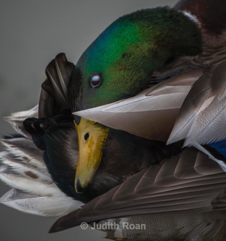 Mallard preening - Backyard Birds of the Pacific Northwest