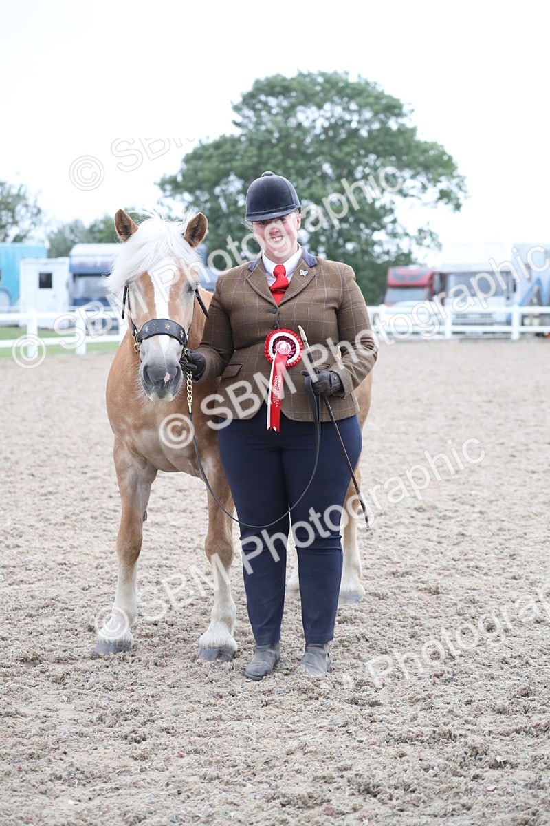 SBM_18002 - Class 317 IH Pure bred Horse/Pony
