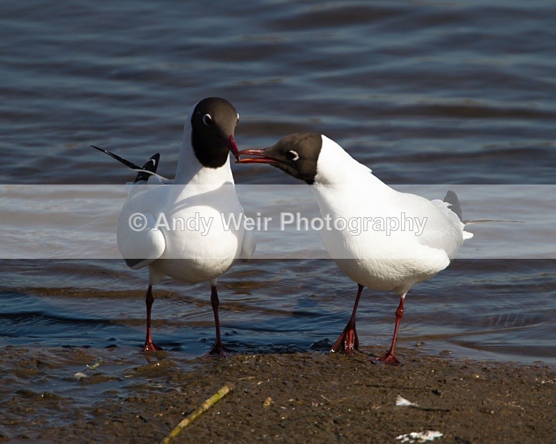 20110319-IMG_2462 - Gulls