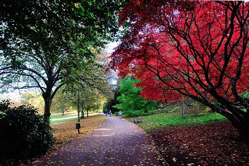 Colourful Trees at Cockington - Cockington