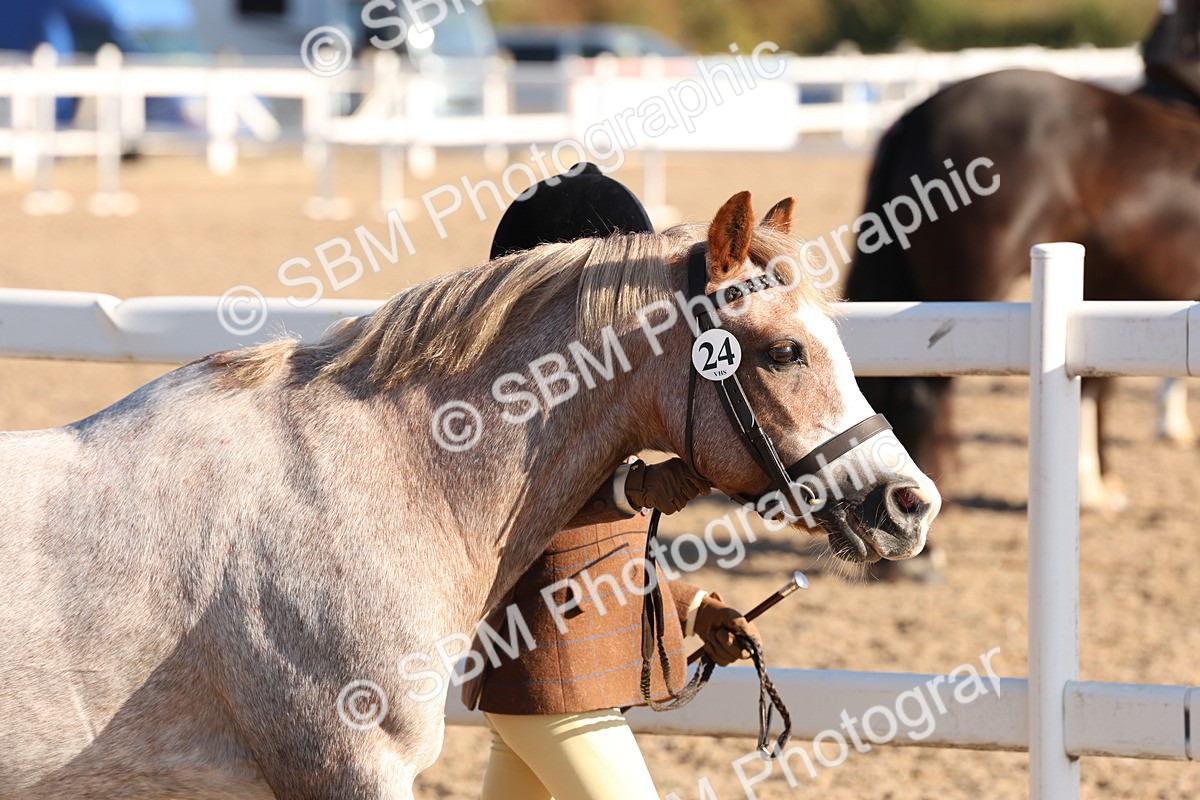 SBM_11625 - Class 203 - Young Handler 11 to 16 years