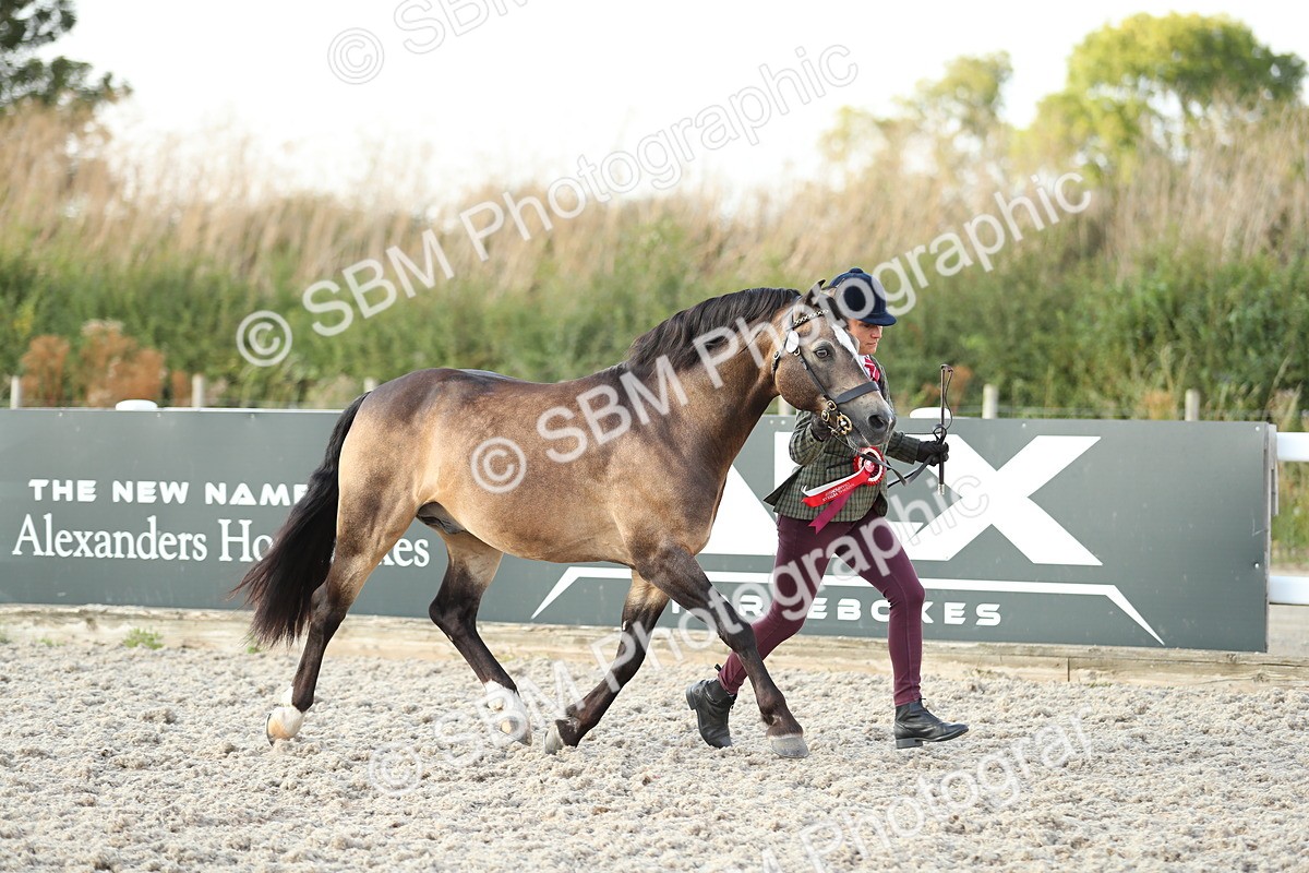 SBM_09117 - Class 29 IH Veteran Pony