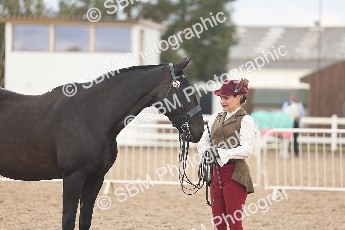 SBM_07865 - Class 28 - IH Veteran Horse