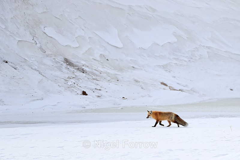 Red Fox walking, Hayden Valley, Yellowstone National Park - Red Fox
