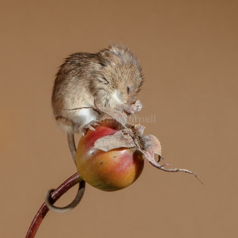 Fluff & Buff SD2520 - Greeting Cards