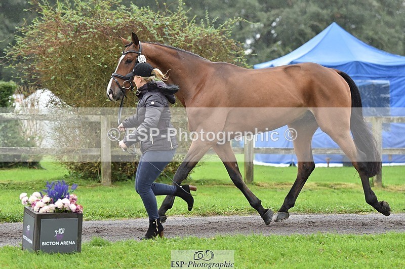 231018-122506-00276 - 034-COOLEY.PARK.MUZE-Gemma.Stevens-TrotUp