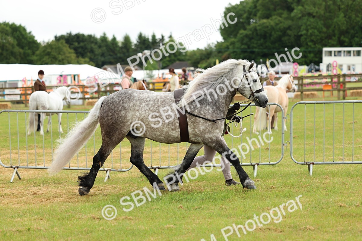 SBM_00465 - Class 58-67 - M&M Non Welsh Pony In hand