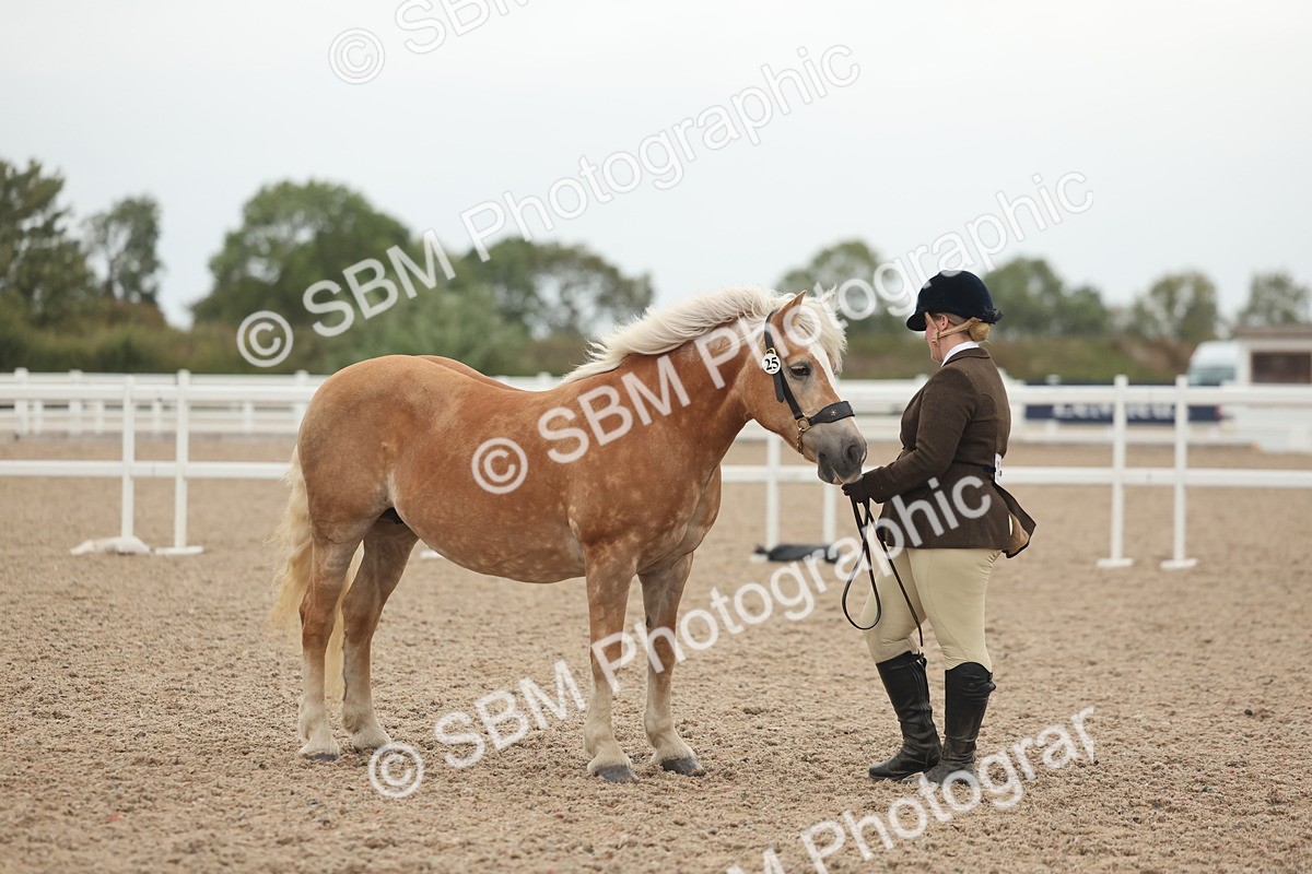 SBM_19385 - Class 317 - IH Pure Bred Horse-Pony