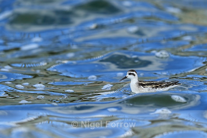 Red-necked Phalarope (juvenile), Farmoor - Red-necked Phalarope