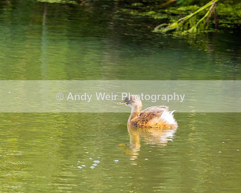 20140809-3K8A4663-3030 - Gt. Crested & Little Grebes