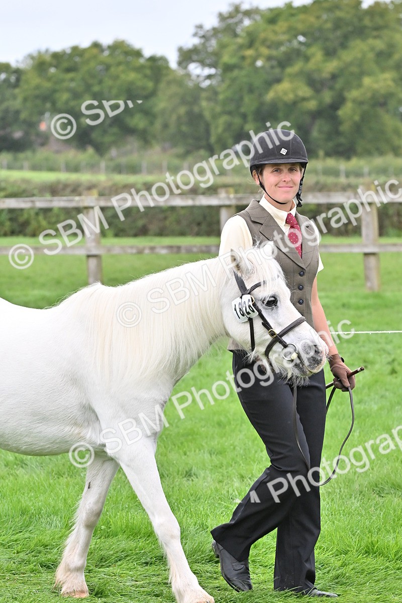 SBM_60929 - S48 - Mountain & Moorland In Hand Small Breeds
