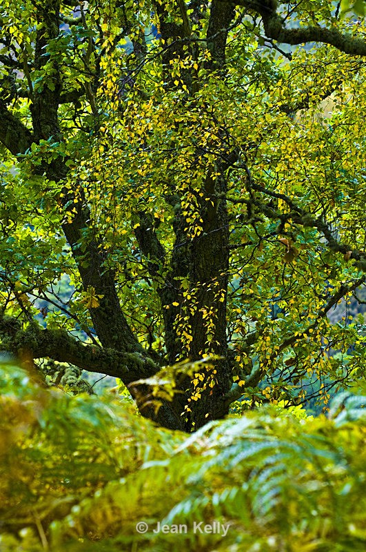 Tree - 7632 - Trees