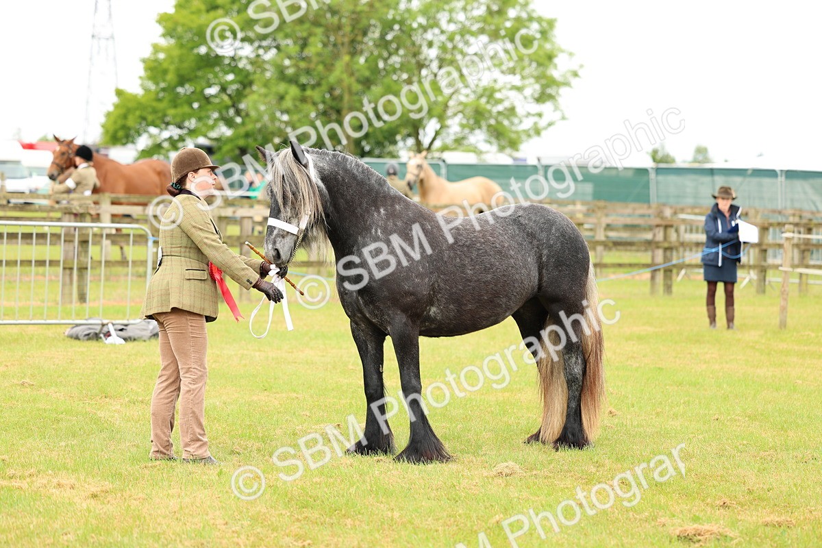 SBM_00612 - Class 58-67 - M&M Non Welsh Pony In hand