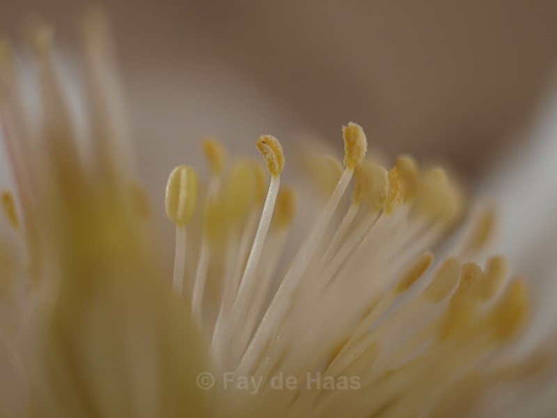  - Spring's Delights