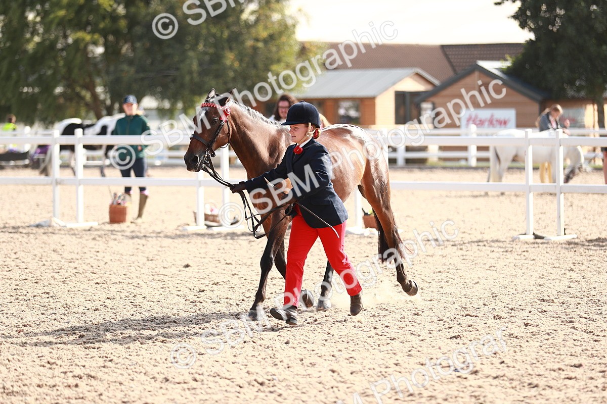 SBM_11107 - Class 205 IH Show Pony/ Show Hunter Pony