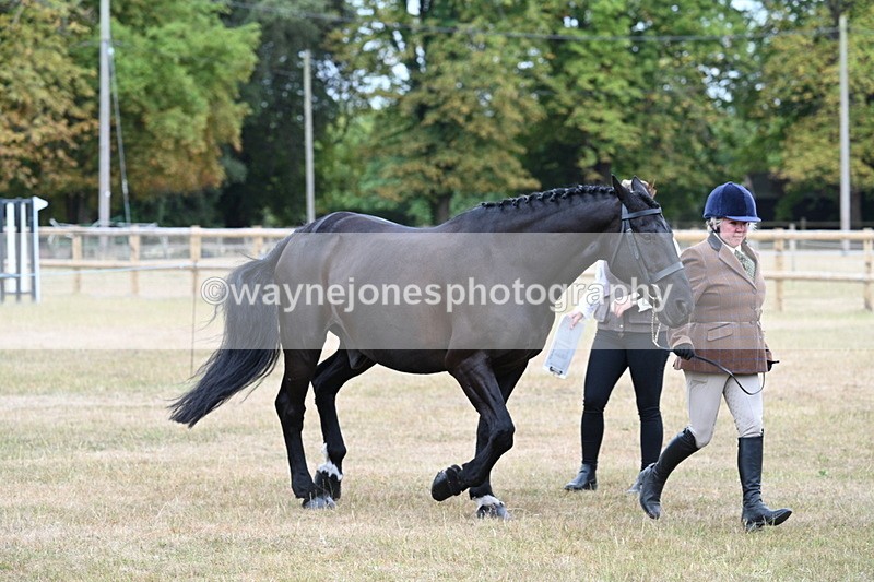 WJ7_0036 - Class 5a Most Handsome Gelding (above 14.2hh)