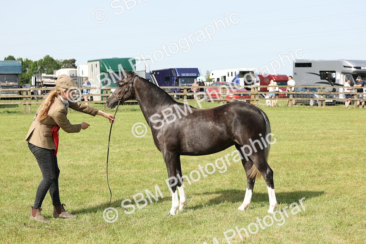 SBM_00790 - Class 6-13 - Mountatin and Moorland In Hand Welsh Breeds