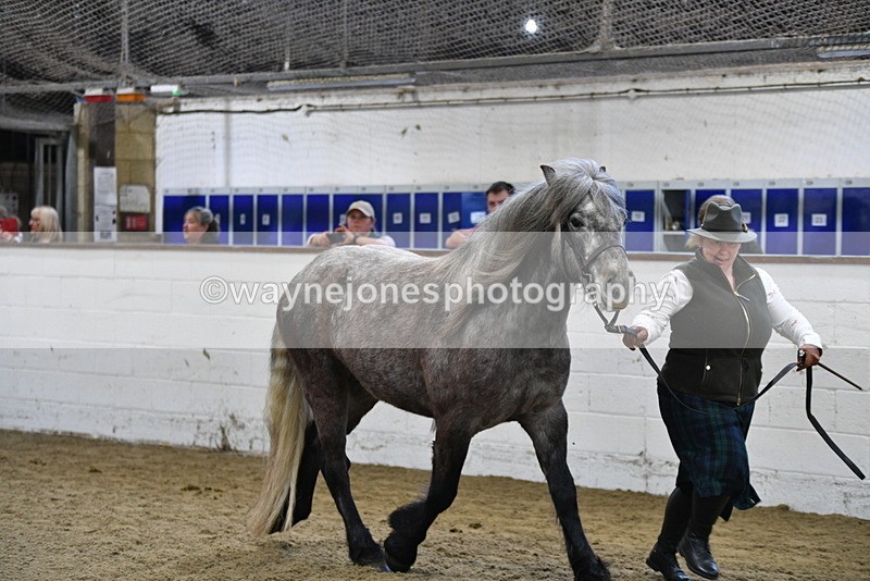 WJ5_3487 - Class 1 Youngstock