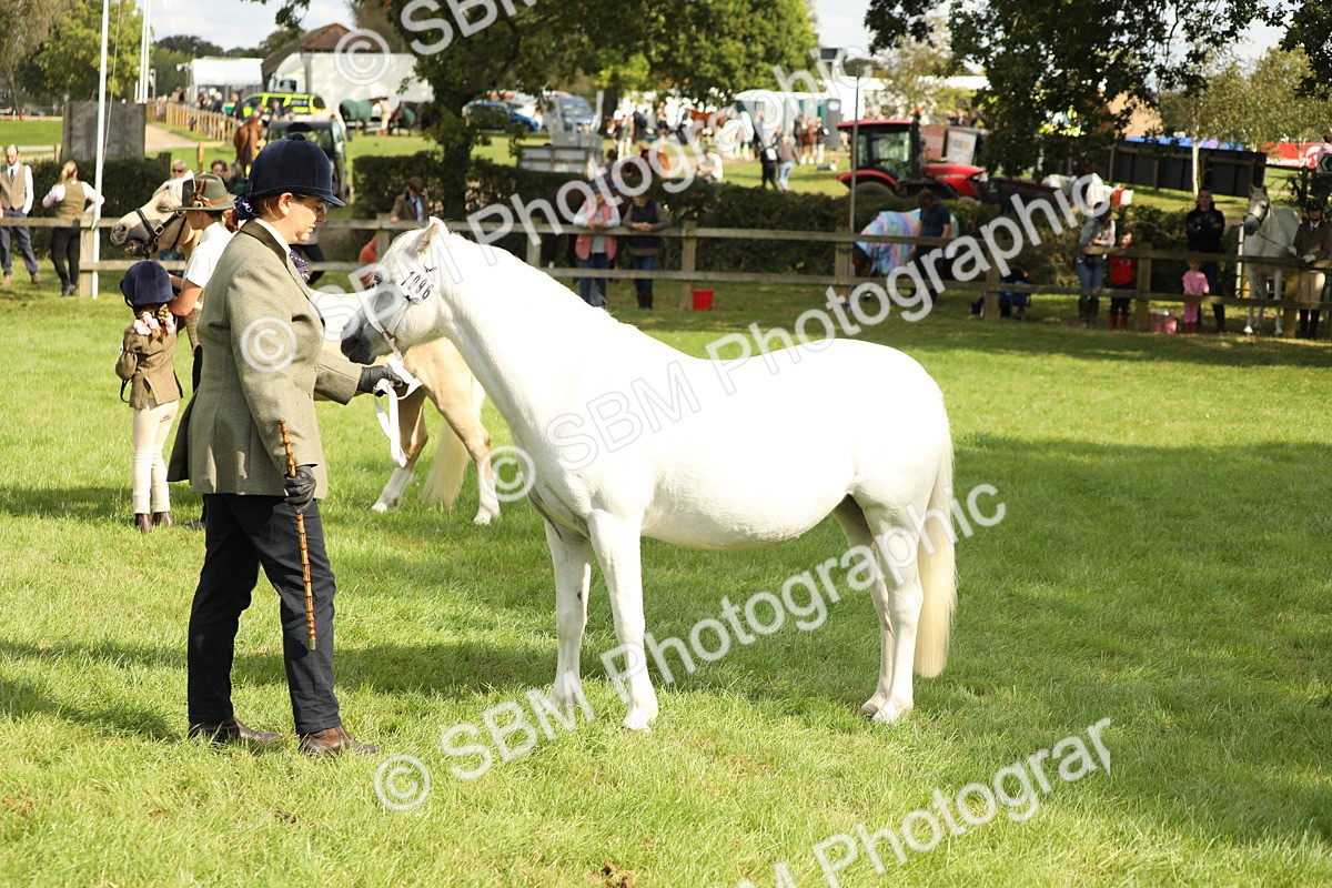SBM_62765 - S46 - Mountain & Moorland In Hand Small Breeds
