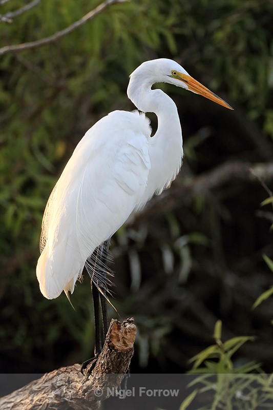 Great Egret perched, Venice Rookery, Florida - Great Egret