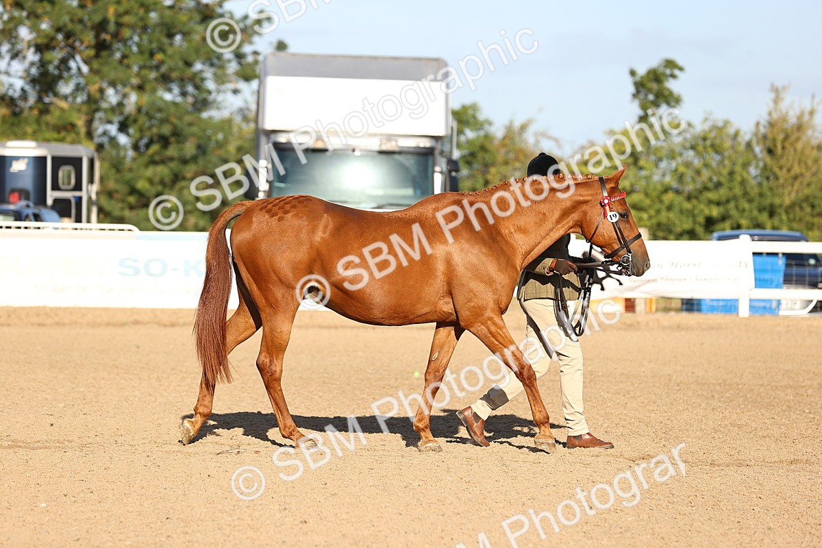 SBM_08300 - Class 401 - IH Veteran Horse